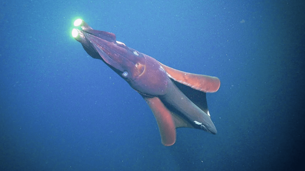 giant squid