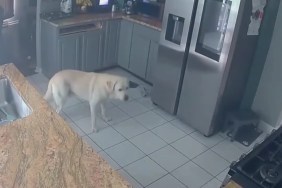 Family Dog Accidentally Starts Deadly House Fire With Toaster