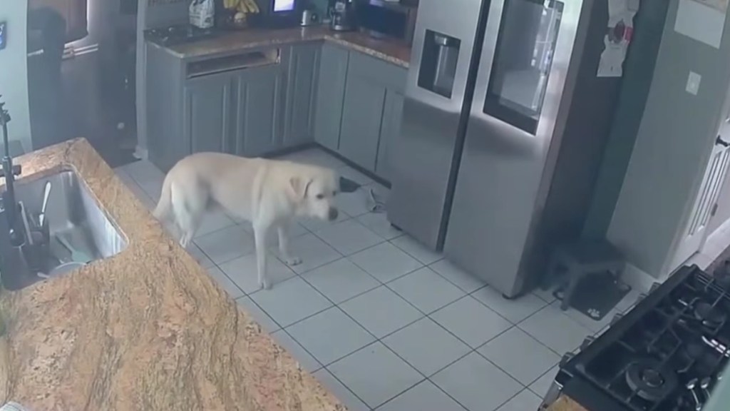 Family Dog Accidentally Starts Deadly House Fire With Toaster