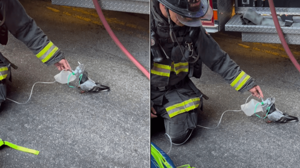 oakland firefighters
