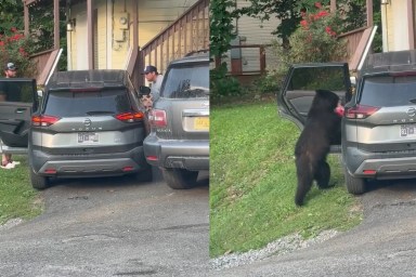 Bear Breaks Into SUV Car Steals Tennessee Gatlinbrug