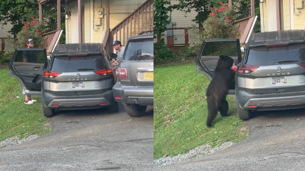 Bear Breaks Into SUV Car Steals Tennessee Gatlinbrug