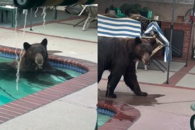 Bear Cools Down Backyard Pool Summer Heat Wave Pasedena California
