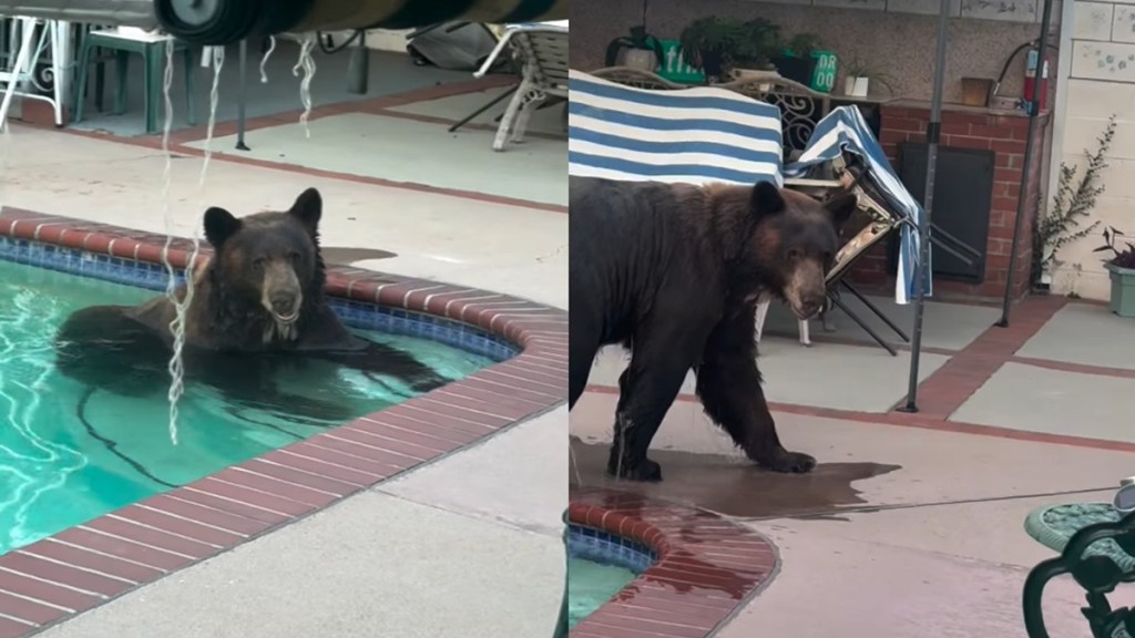 Bear Cools Down Backyard Pool Summer Heat Wave Pasedena California