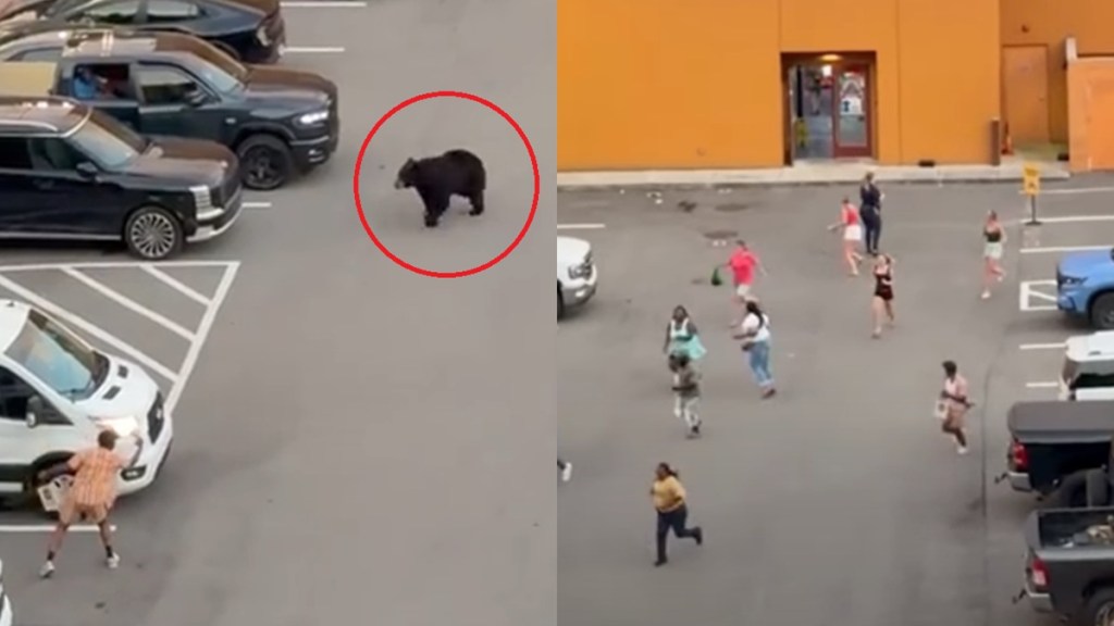Bear Makes Shoppers Scream Run Away Scary Video Gatlinburg Tennessee
