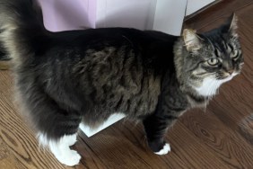 Cat Saves Owners Deadly Poison Gas Carbon Monoxide Maine Coon Cushing Maine