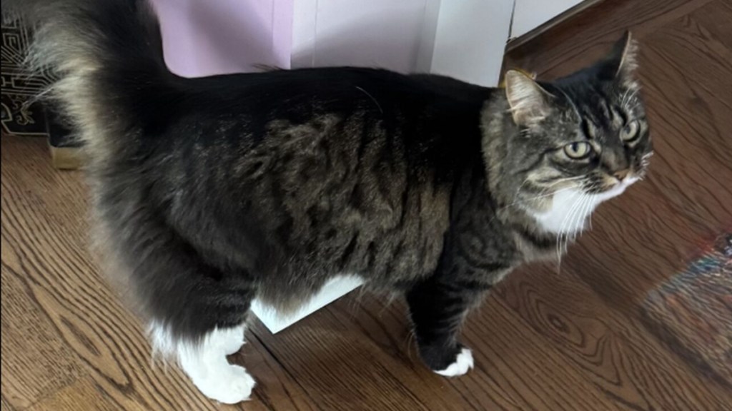 Cat Saves Owners Deadly Poison Gas Carbon Monoxide Maine Coon Cushing Maine
