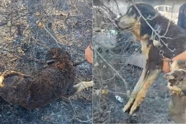 Chained Dog Wildfire Saved Cops Greece Thessaloniki Fire