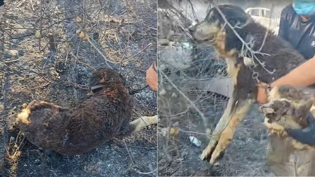 Chained Dog Wildfire Saved Cops Greece Thessaloniki Fire
