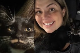 Cop DUI Traffic Stop Hears Meow Kitten Florida