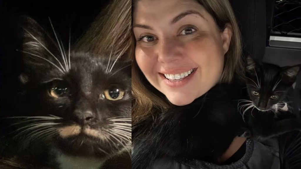 Cop DUI Traffic Stop Hears Meow Kitten Florida