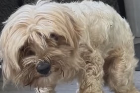 Dog Drenched Gasoline Gas Second Chance Rescue Cleveland Ohio
