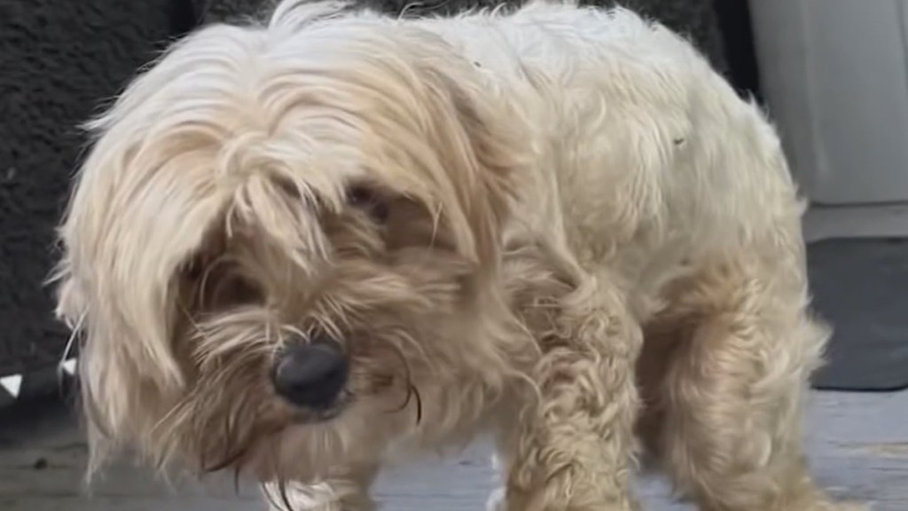 Dog Drenched Gasoline Gas Second Chance Rescue Cleveland Ohio