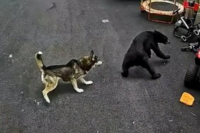 Hero Dog Saves 6-Year-Old Child Boy Bear Attack Connecticut