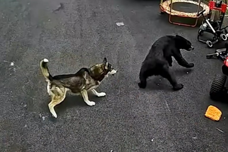 Hero Dog Saves 6-Year-Old Child Boy Bear Attack Connecticut
