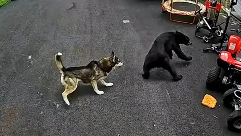 Hero Dog Saves 6-Year-Old Child Boy Bear Attack Connecticut