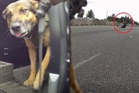 Man Wouldn't Get Off Highway K-9 K9 Washington
