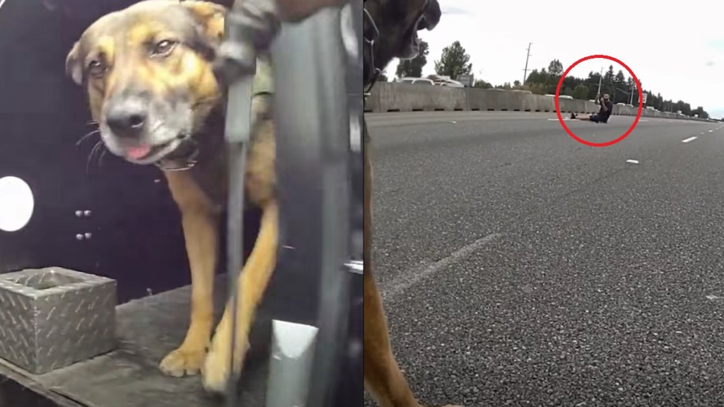 Man Wouldn't Get Off Highway K-9 K9 Washington