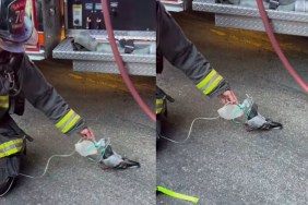 Pigeon Happily Accepts Oxygen Mask Firefighter Car Fire Oakland California