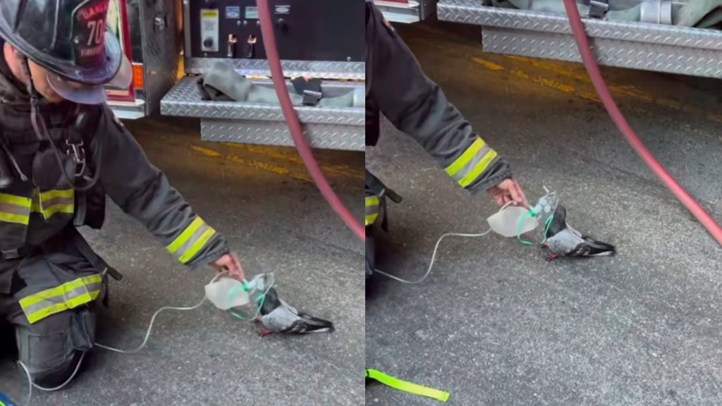 Pigeon Happily Accepts Oxygen Mask Firefighter Car Fire Oakland California