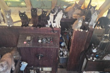 Officers Police Abandoned Boat Hear Meows Cat Kitten Rescue Washington Tacoma