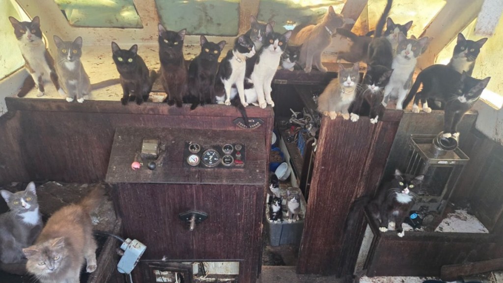 Officers Police Abandoned Boat Hear Meows Cat Kitten Rescue Washington Tacoma
