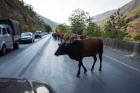 Cattle Refuse to Budge for Tourist Until Local Man Does This