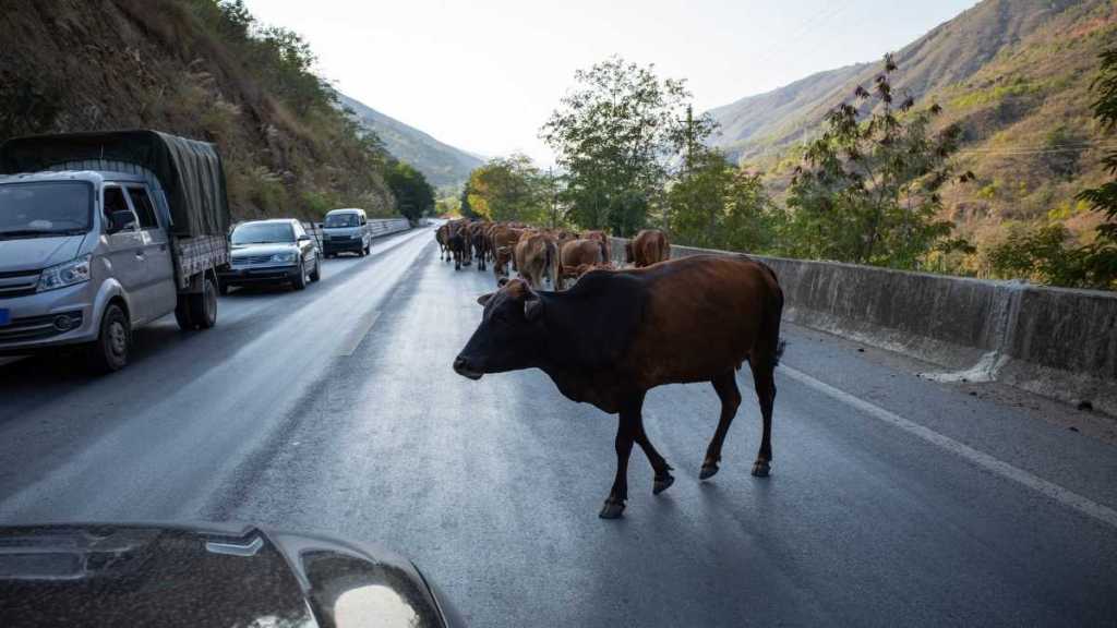 Cattle Refuse to Budge for Tourist Until Local Man Does This