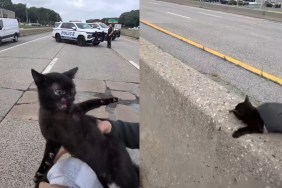 Spicy Cat Black Kitten Rescue Highway NYPD Traffic New York