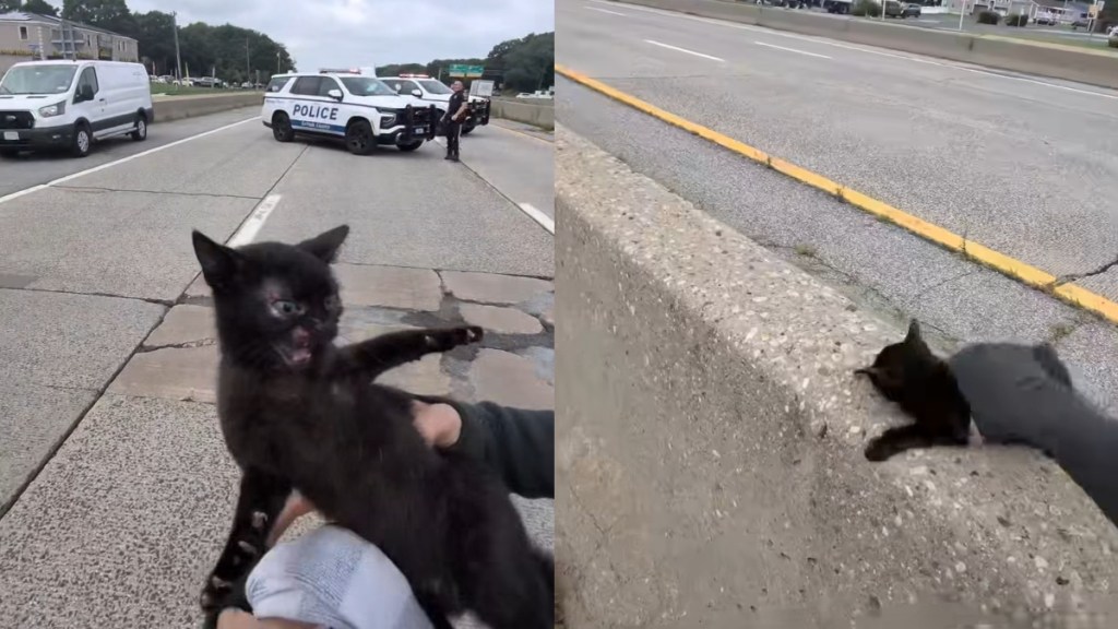 Spicy Cat Black Kitten Rescue Highway NYPD Traffic New York