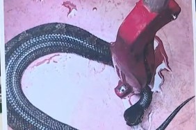 Snake Cottonmouth Dangerous Animal Hiding Football Helmet Hour Arkansas