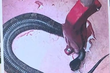 Snake Cottonmouth Dangerous Animal Hiding Football Helmet Hour Arkansas