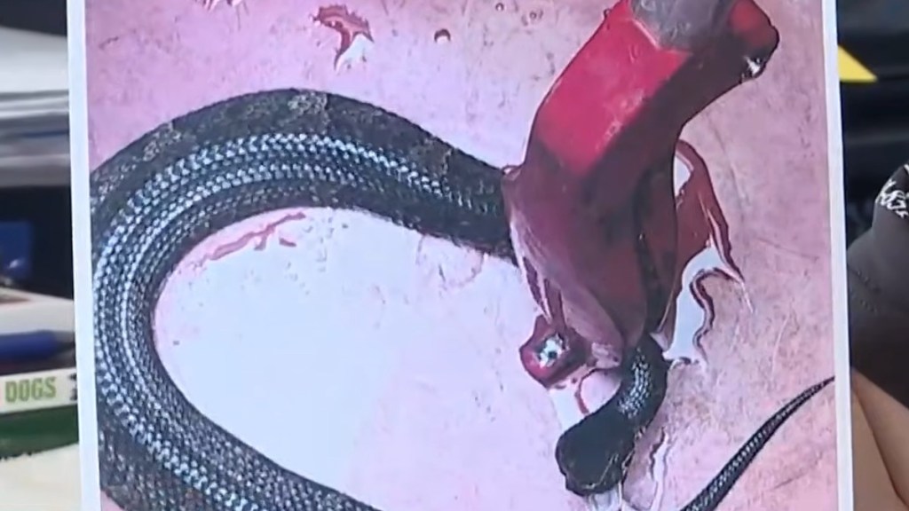 Snake Cottonmouth Dangerous Animal Hiding Football Helmet Hour Arkansas
