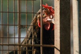 Ari Aster’s Bizarre New Chicken Movie Sets Release Date With First Trailer