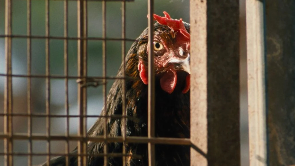Ari Aster’s Bizarre New Chicken Movie Sets Release Date With First Trailer