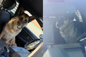 Dog Lost Busy Road Surprising Reaction Cops Show Up Texas