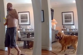 Golden Retriever Play Home Intruder Burglar Video Camera San Diego