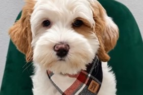 Thief Steals Puppy Drives Away Owner Catches Camera Stolen Dog Washington