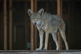 Wendy the coyote was euthanized after suffering severe injuries from a pellet gun shot