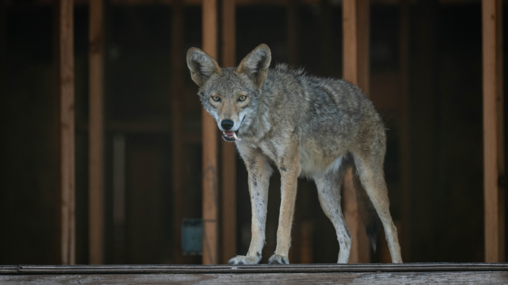 Wendy the coyote was euthanized after suffering severe injuries from a pellet gun shot
