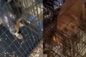 30 Dogs Dog Rescue Hoarding Florida Lee County Absolutely Inhumane