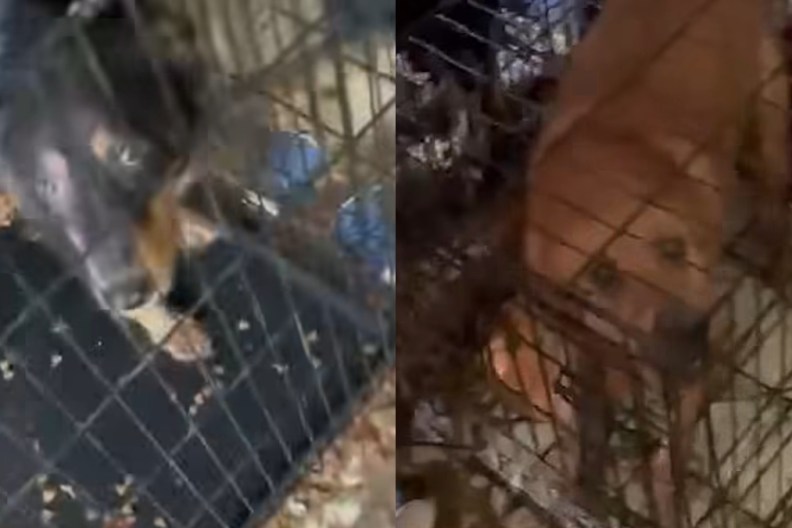 30 Dogs Dog Rescue Hoarding Florida Lee County Absolutely Inhumane