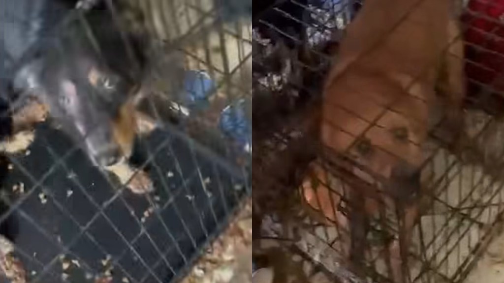 30 Dogs Dog Rescue Hoarding Florida Lee County Absolutely Inhumane