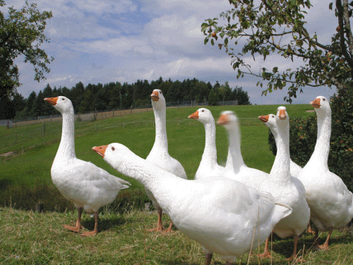 Six geese-a-laying.