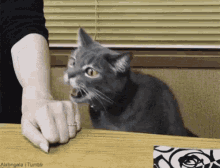 15 Angry Cat Gifs #1