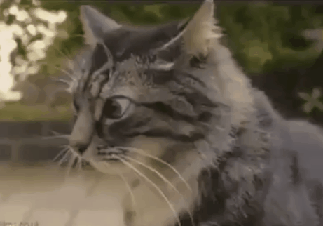 15 Angry Cat Gifs #2