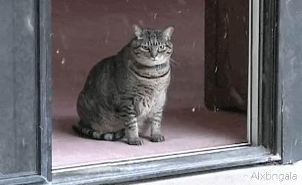 15 Angry Cat Gifs #4