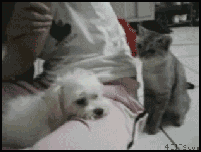 Angry Funny Cat GIFs