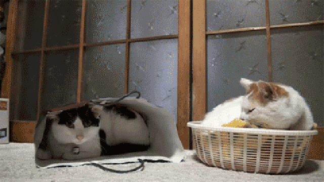 15 Angry Cat Gifs #6