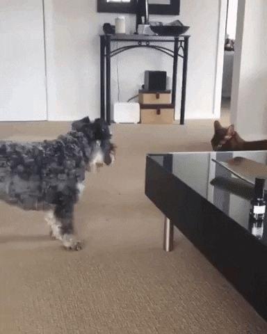 15 Angry Cat Gifs #7
